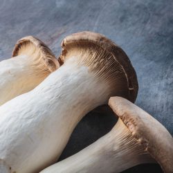 King oyster mushroom, Pleurotus eryngii, on dark background